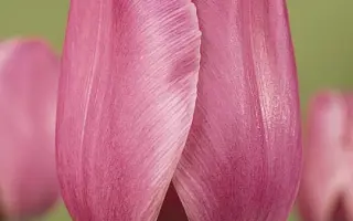 Prince Charles / Принцэ Чарлэс