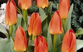 Prince de Lignac / Принцэ дэ Лигнац