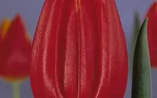 Prince Karl Phillip / Принцэ Карл Пhиллип