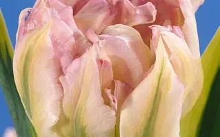 Prince of Sanseviero / Принцэ оф Сансэвиэро