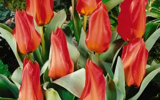 Princeps / Принцэпс