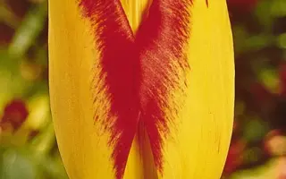 Princess Margaret Rose / Принцэсс Маргарэт Росэ