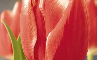 Princess Victoria / Принцэсс Вицториа