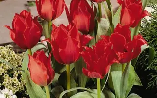 Princesse Charmante / Принцэссэ Чармантэ