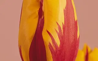 Prins Carnaval / Принс Царнавал