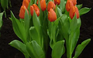 Prins Willem Alexander / Принс Wиллэм Алэxандэр