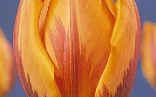 Prinses Irene / Принсэс Ирэнэ