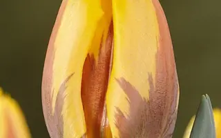 Prinses Margriet / Принсэс Маргриэт