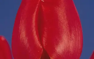 Professor De Veer / Профэссор Дэ Вээр