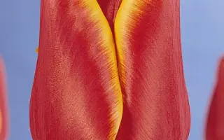 Professor Einstein / Профэссор Эинстэин