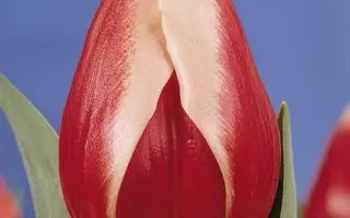 Professor Penn / Профэссор Пэнн