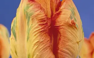 Professor RГ¶ntgen / Профэссор РГ¶нтгэн