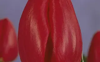 Prominence / Проминэнцэ