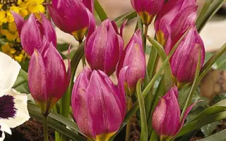 pulchella 'Eastern Star' / пулчэлла 'Эастэрн Стар'