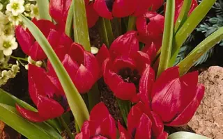 pulchella 'Lilliput' / пулчэлла 'Лиллипут'