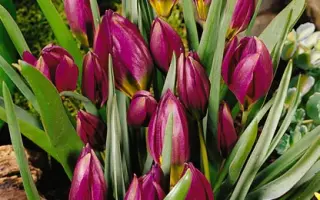 pulchella 'Odalisque' / пулчэлла 'Одалисqуэ'