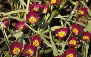 pulchella 'Persian Pearl' / пулчэлла 'Пэрсиан Пэарл'