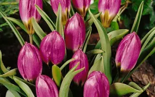 pulchella 'Violacea Black Base' / пулчэлла 'Виолацэа Блацк Басэ'