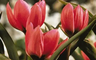 pulchella 'Violacea Yellow Base' / пулчэлла 'Виолацэа Ьэллоw Басэ'