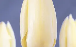 Purissima / Пуриссима