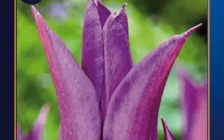 Purple Dream / Пурплэ Дрэам