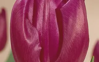 Purple Flag / Пурплэ Флаг