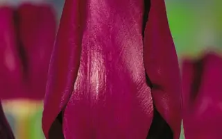 Purple Lady / Пурплэ Ладь