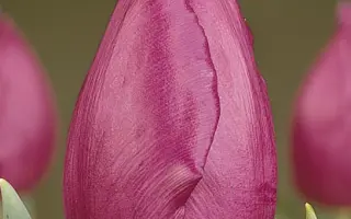 Purple Prince / Пурплэ Принцэ