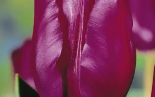 Purple Rain / Пурплэ Раин