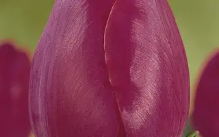 Purple Star / Пурплэ Стар