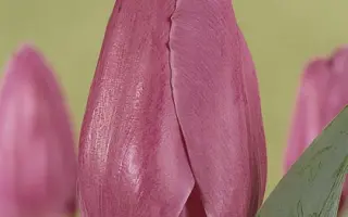 Purple World / Пурплэ Wорлд