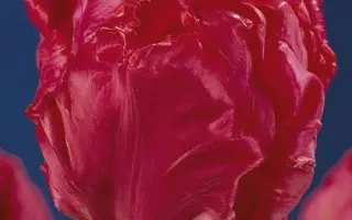 Quasimodo / Qуасимодо