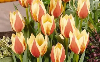 Queen Ingrid / Qуээн Ингрид