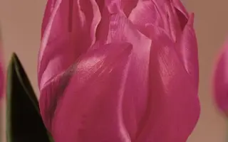 Queen of Marvel / Qуээн оф Марвэл