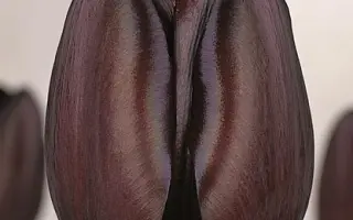 Queen of Night / Qуээн оф Нигhт