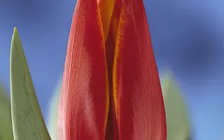 Queen of Sheba / Qуээн оф Шэба