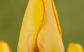 Rainbow Warrior / Раинбоw Wарриор