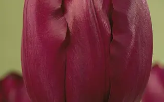 Recreado / Рэцрэадо