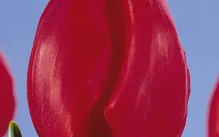 Red Adair / Рэд Адаир