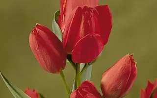 Red Bouquet / Рэд Боуqуэт