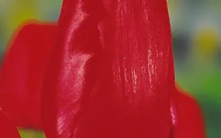 Red Bull / Рэд Булл