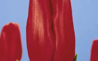 Red Burgundy Lace / Рэд Бургундь Лацэ