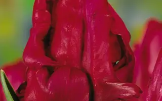 Red Cap / Рэд Цап