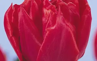 Red Carpet / Рэд Царпэт