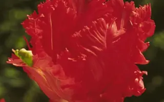 Red Champion / Рэд Чампион