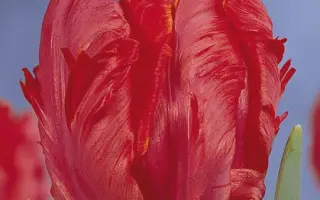 Red Devil / Рэд Дэвил