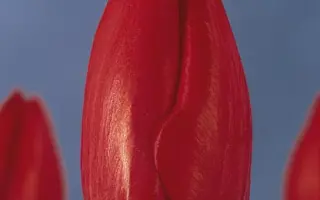 Red Favourite / Рэд Фавоуритэ