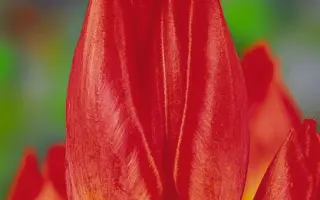 Red Flair / Рэд Флаир