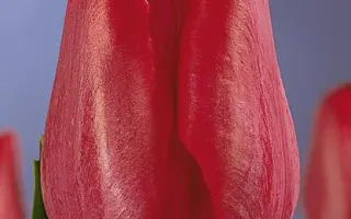 Red Gander / Рэд Гандэр