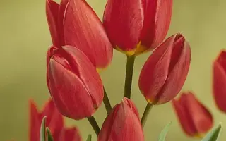 Red Georgette / Рэд Гэоргэттэ